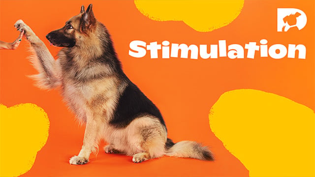 Learn How To Give Mental Stimulation For Dogs - Ultimate Pet Nutrition